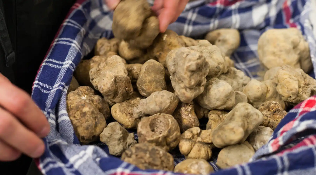 Truffes blanches d'Alba fraîches dans un linge, prêtes à être sélectionnées — produit gastronomique italien rare et premium