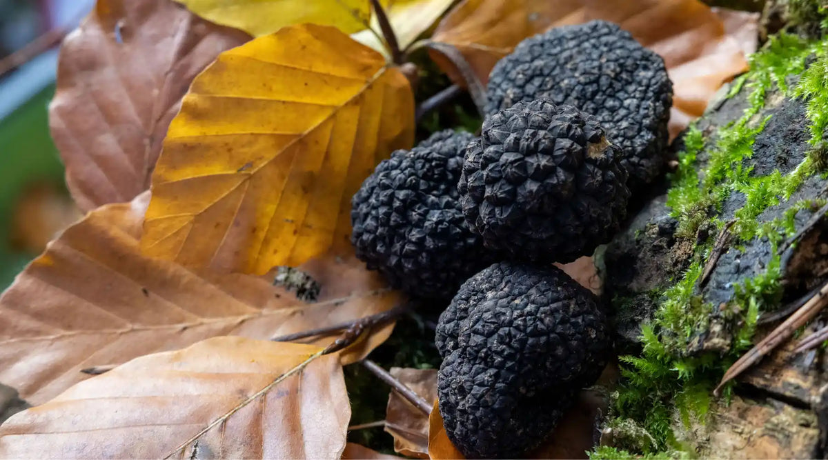 Truffes noires posées sur un lit de feuilles d’automne, illustrant la truffe de Bourgogne dans son environnement naturel.