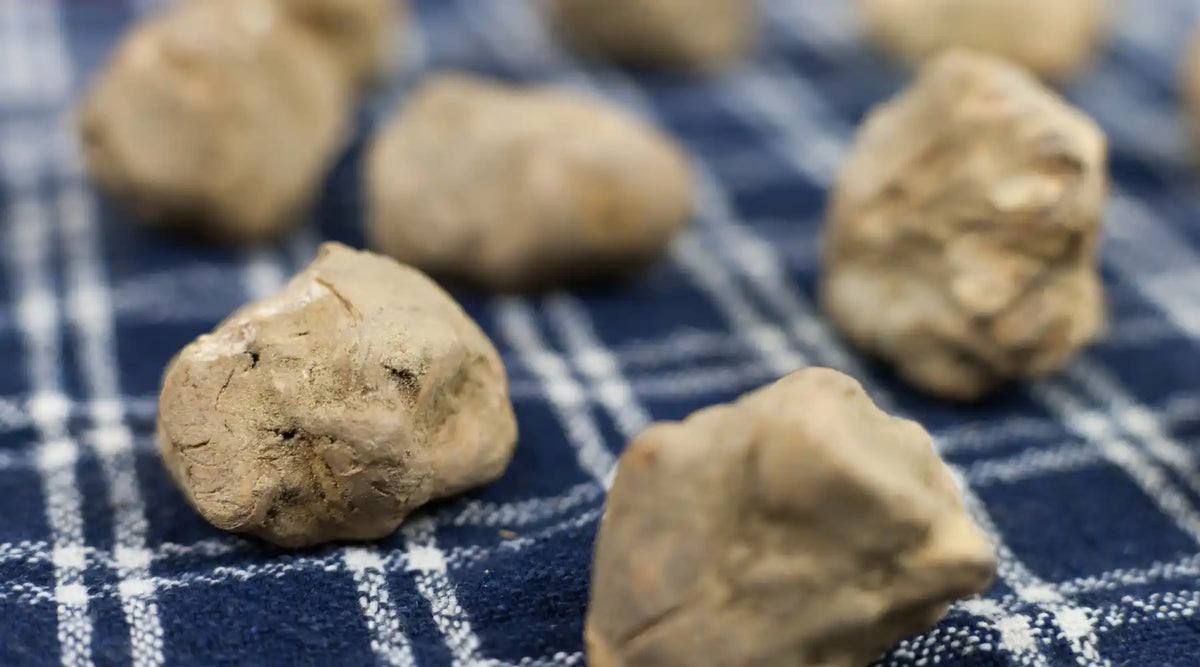 Truffe blanche d’Alba fraîche sur un tissu bleu, ingrédient rare et prestigieux de la gastronomie italienne.