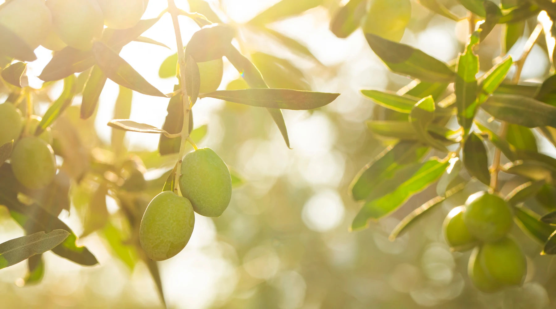 JOURNÉE MONDIALE DE L’OLIVIER : LES VERTUS DE L’HUILE D’OLIVE EXTRA VIERGE