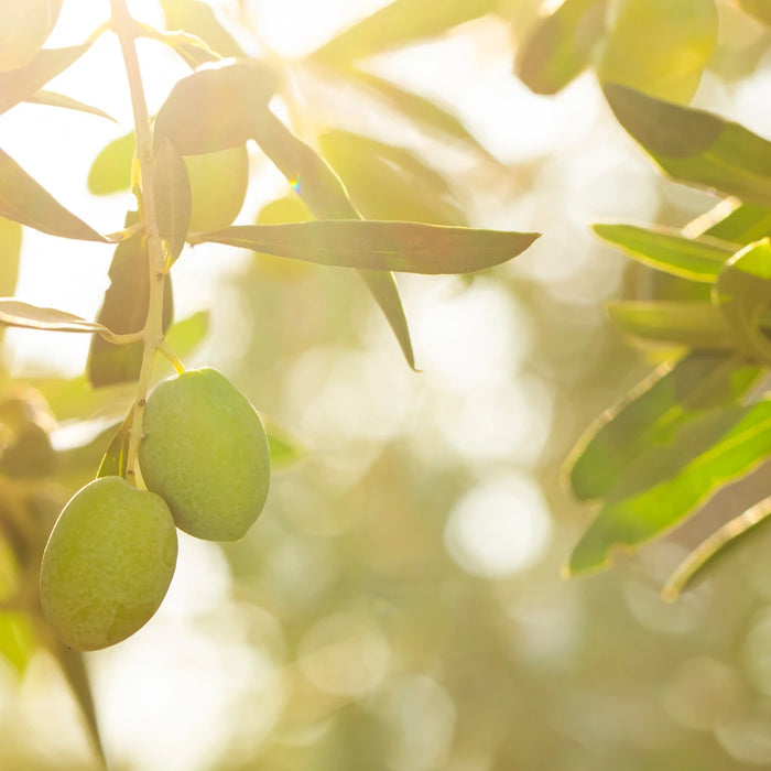 JOURNÉE MONDIALE DE L’OLIVIER : LES VERTUS DE L’HUILE D’OLIVE EXTRA VIERGE