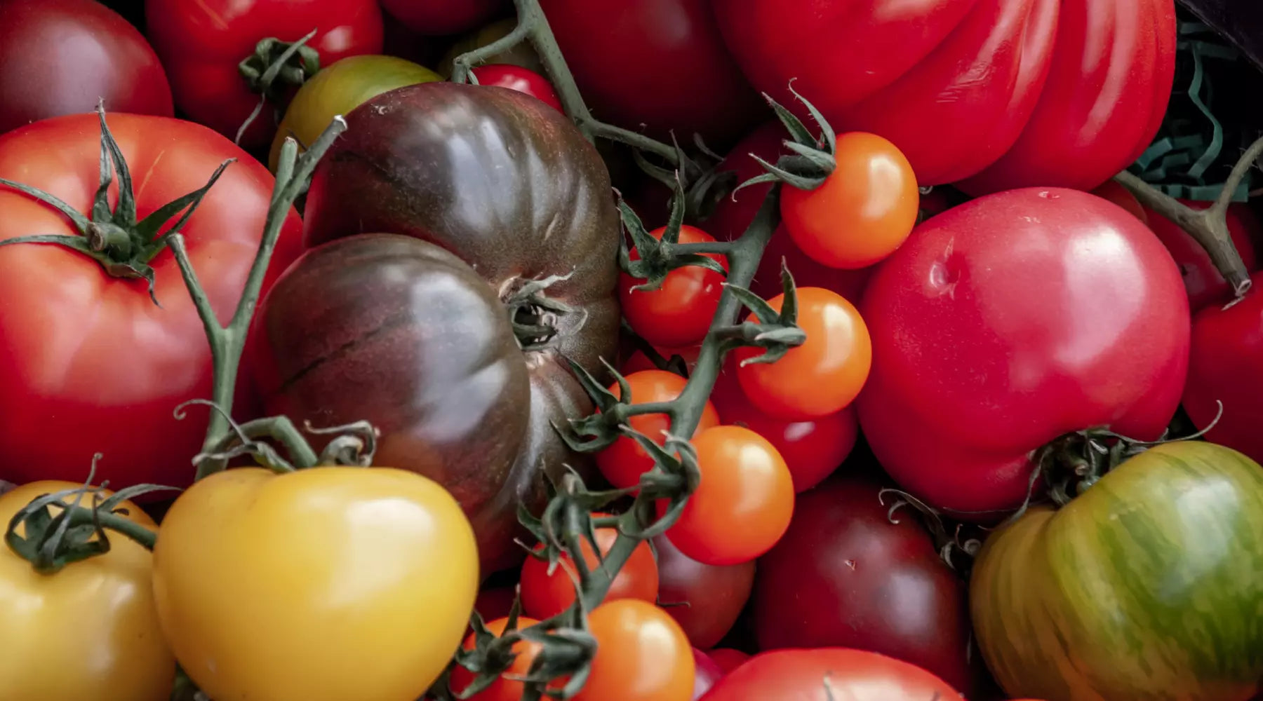 LES DIFFÉRENTES VARIÉTÉS DE TOMATES EN ITALIE