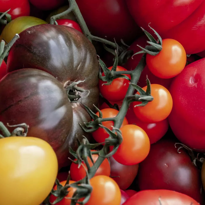 LES DIFFÉRENTES VARIÉTÉS DE TOMATES EN ITALIE